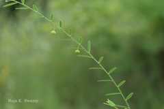 Phyllanthus virgatus